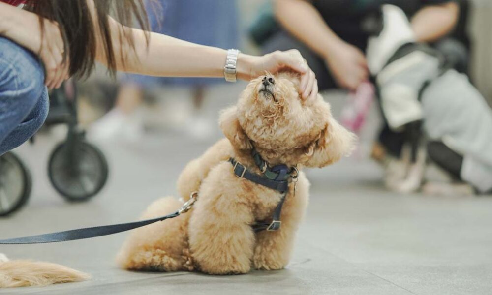 A fluffy brown dog enjoys a gentle head pat during Jetour Philippines’ Media Pet Day at Barkhaus Eastwood.
