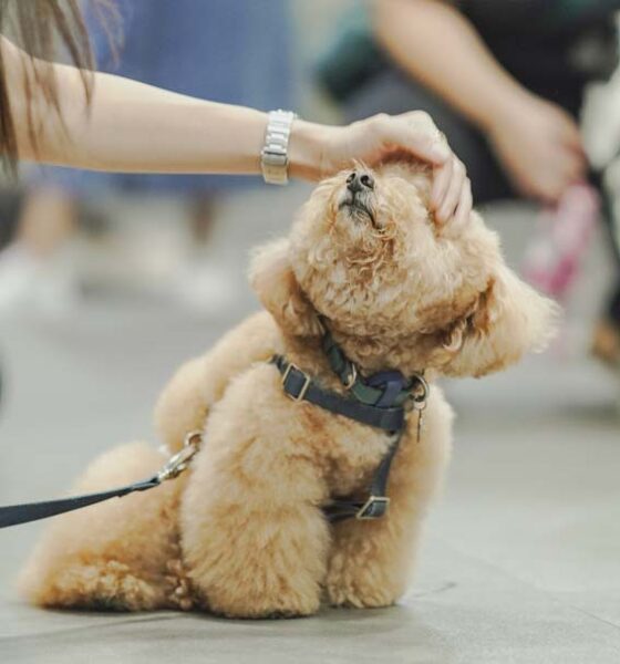 A fluffy brown dog enjoys a gentle head pat during Jetour Philippines’ Media Pet Day at Barkhaus Eastwood.