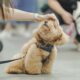 A fluffy brown dog enjoys a gentle head pat during Jetour Philippines’ Media Pet Day at Barkhaus Eastwood.