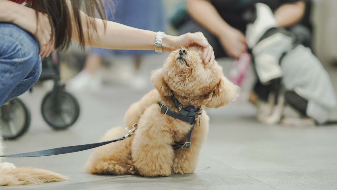 A fluffy brown dog enjoys a gentle head pat during Jetour Philippines’ Media Pet Day at Barkhaus Eastwood.