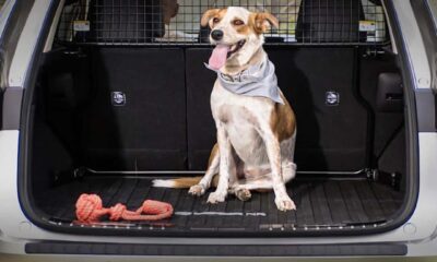 A happy brown and white dog sitting in the back of a Lexus SUV with a toy rope beside it.
