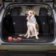 A happy brown and white dog sitting in the back of a Lexus SUV with a toy rope beside it.