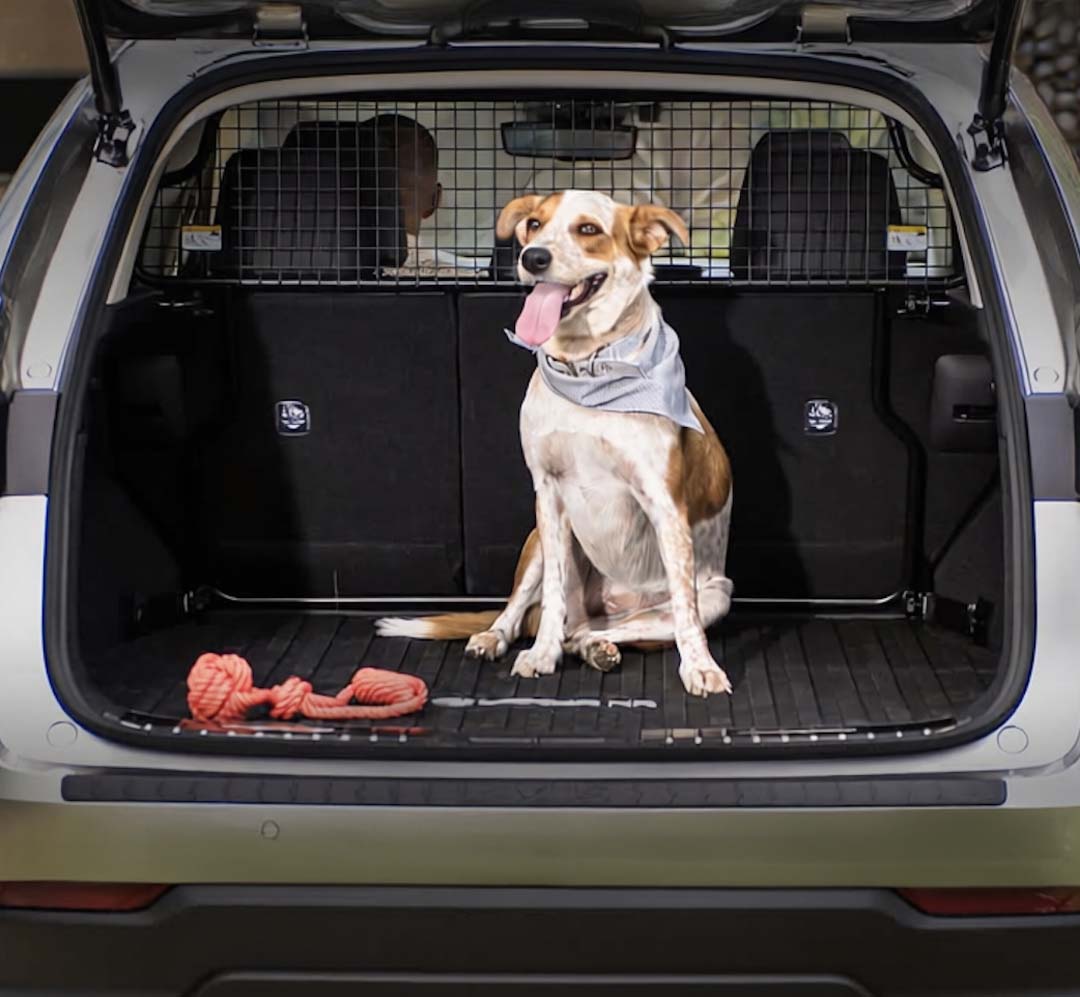 A happy brown and white dog sitting in the back of a Lexus SUV with a toy rope beside it.